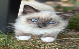 Ragdoll cats for sale: 5 beautiful Ragdoll kittens- 6 months old - Image 17