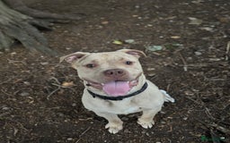 Mixed Breed dogs for sale: Merl bull massive  - Image 2