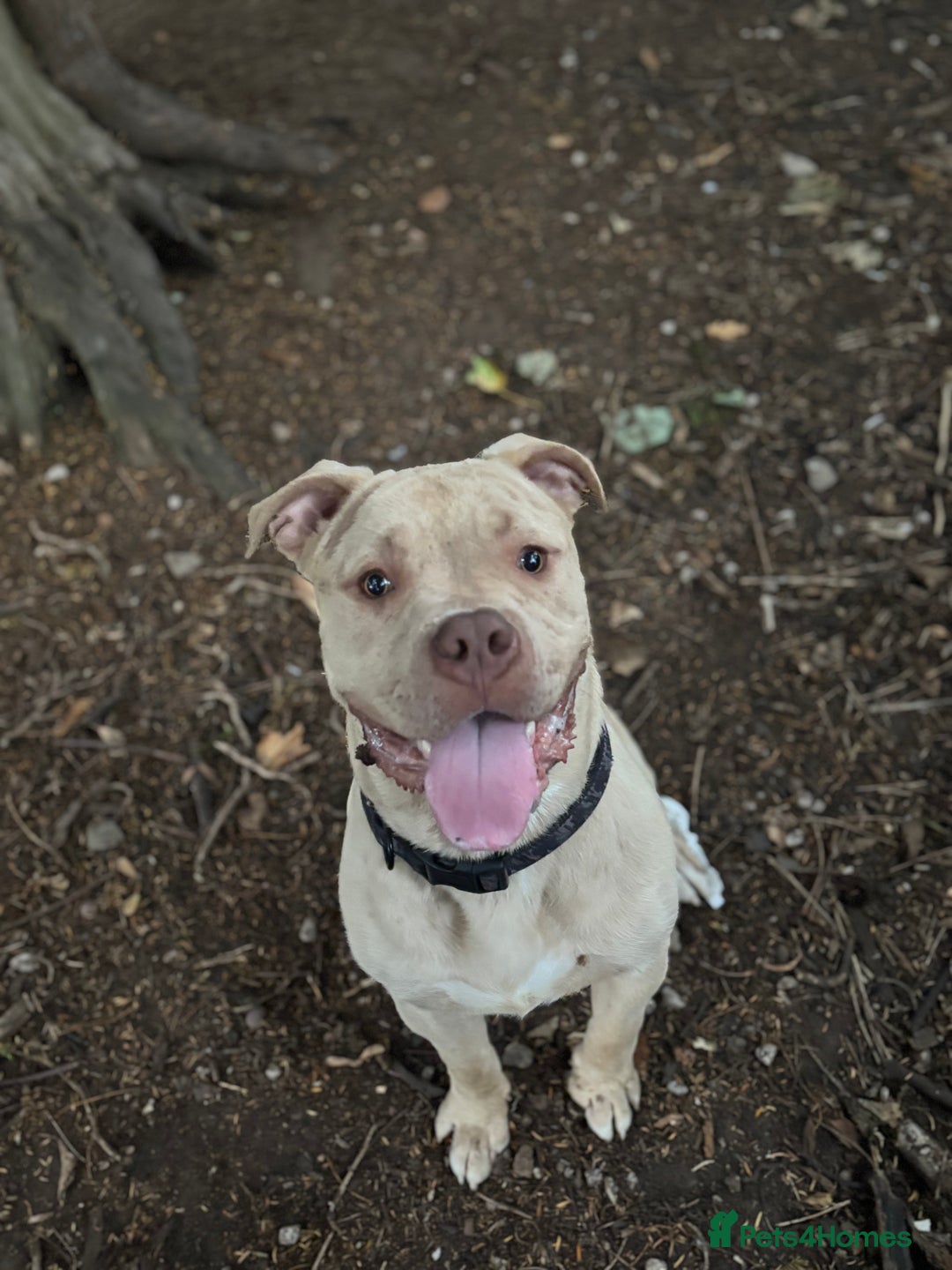 Mixed Breed dogs for sale: Merl bull massive  - Image 2