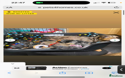 Miniature Dachshund dogs for sale: Miniature daschund please read caption  - Image 3