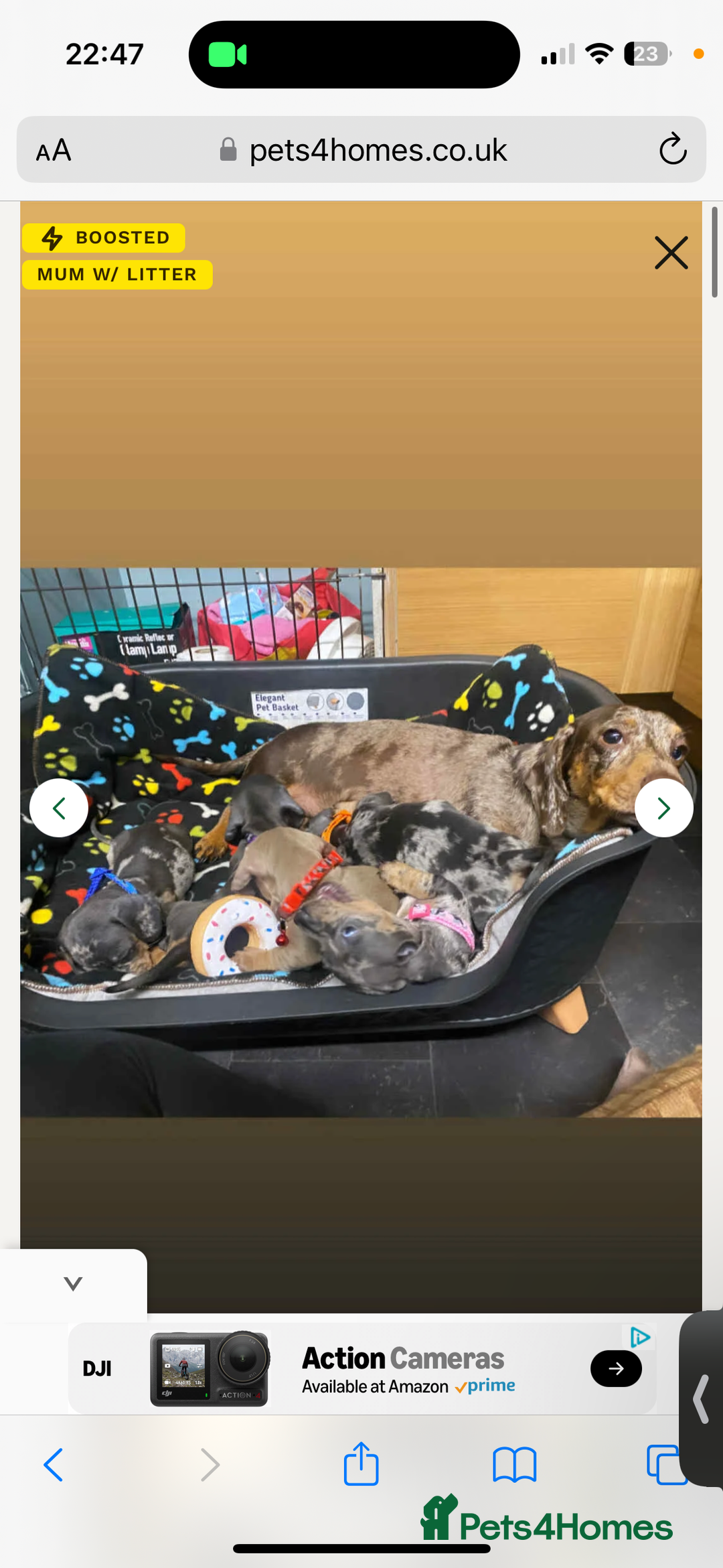 Miniature Dachshund dogs for sale: Miniature daschund please read caption  - Image 3
