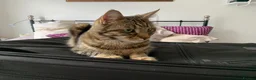 Bengal cats for sale:  **  Bengal and Tabby for free in Harrow - Advert 6