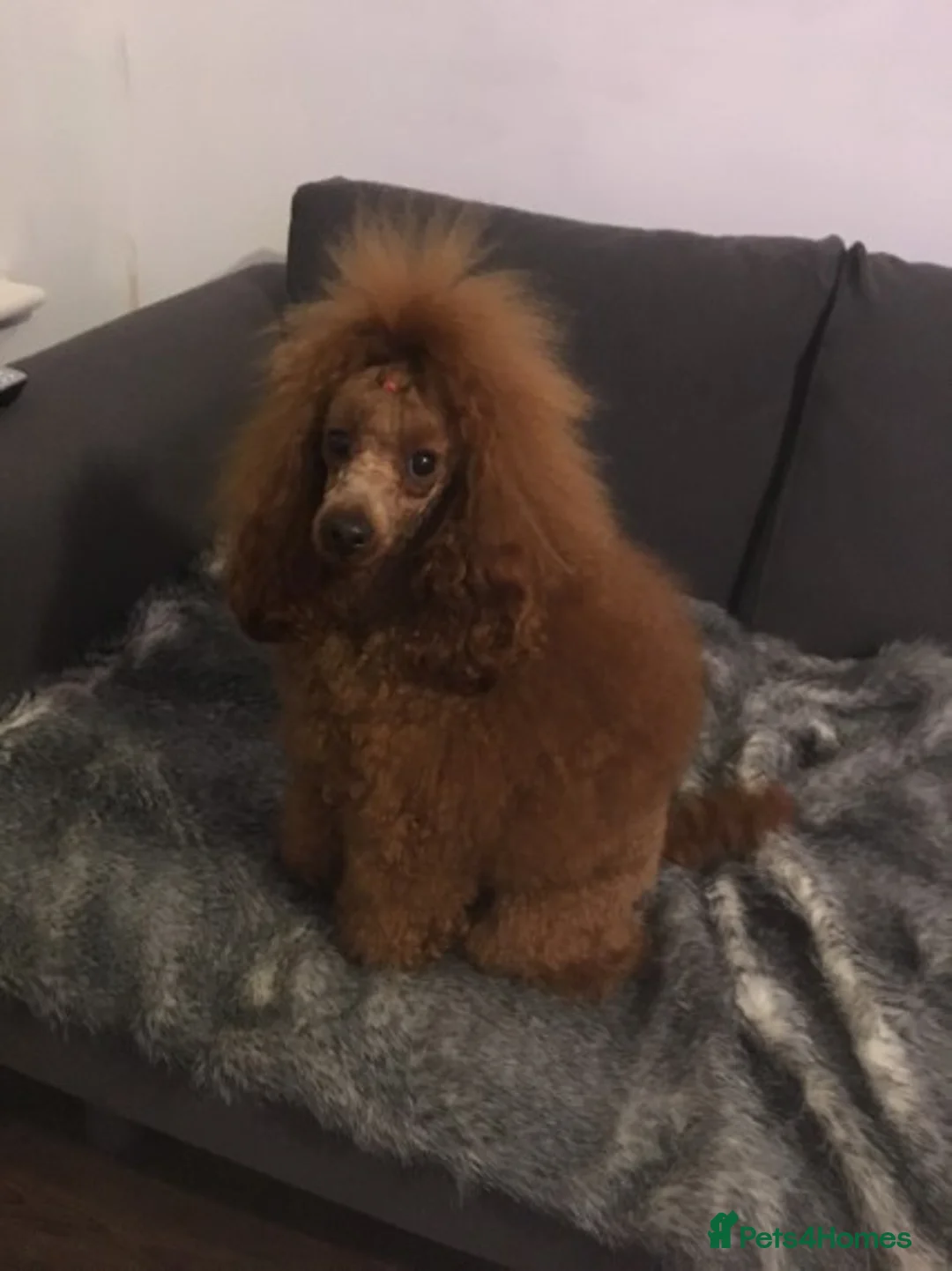 Miniature Poodle dogs for stud: Proven deep red champion import in Birmingham - Advert 4