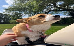 Welsh Corgi Pembroke dogs for sale: Beautiful Pembroke Corgi Girl For Sale  - Image 8