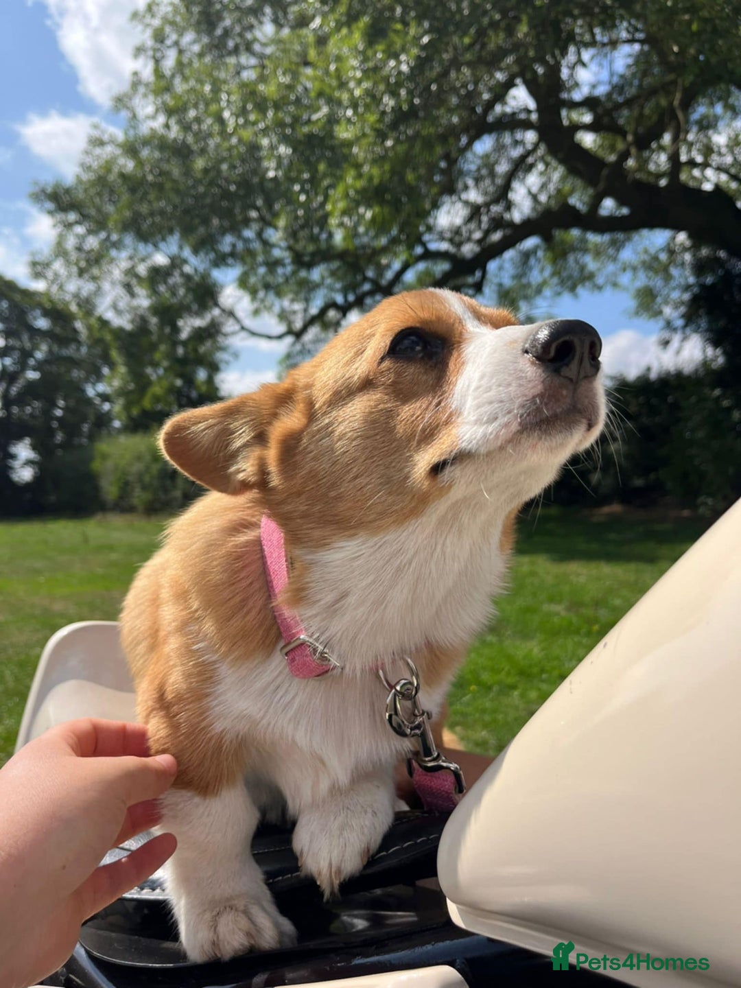 Welsh Corgi Pembroke dogs for sale: Beautiful Pembroke Corgi Girl For Sale  - Image 8