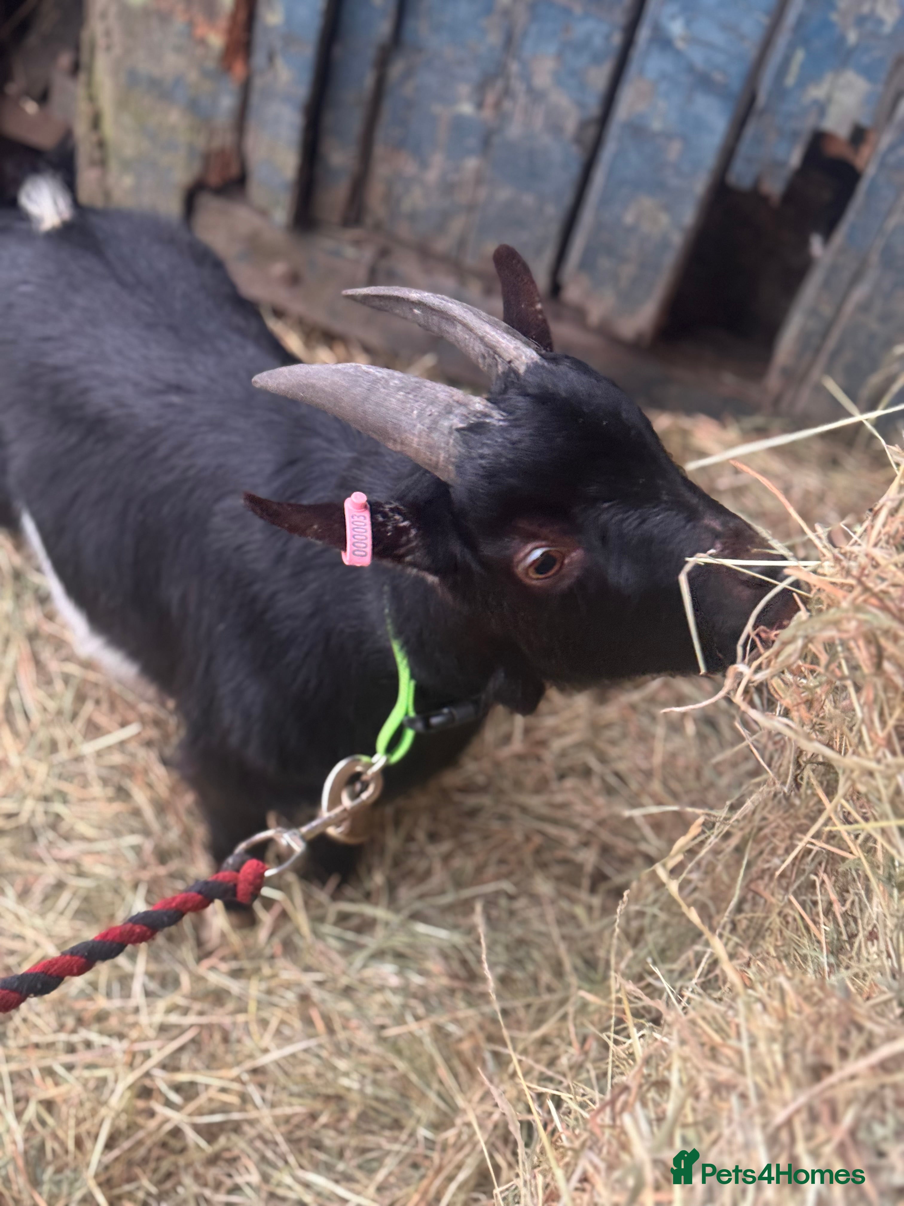 Goats livestock billy pygmy goat  - Advert 1