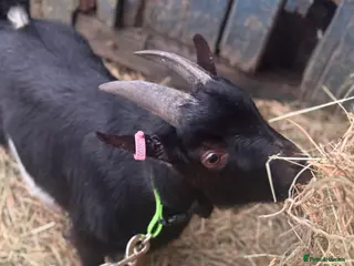 Goats livestock billy pygmy goat - Advert 1