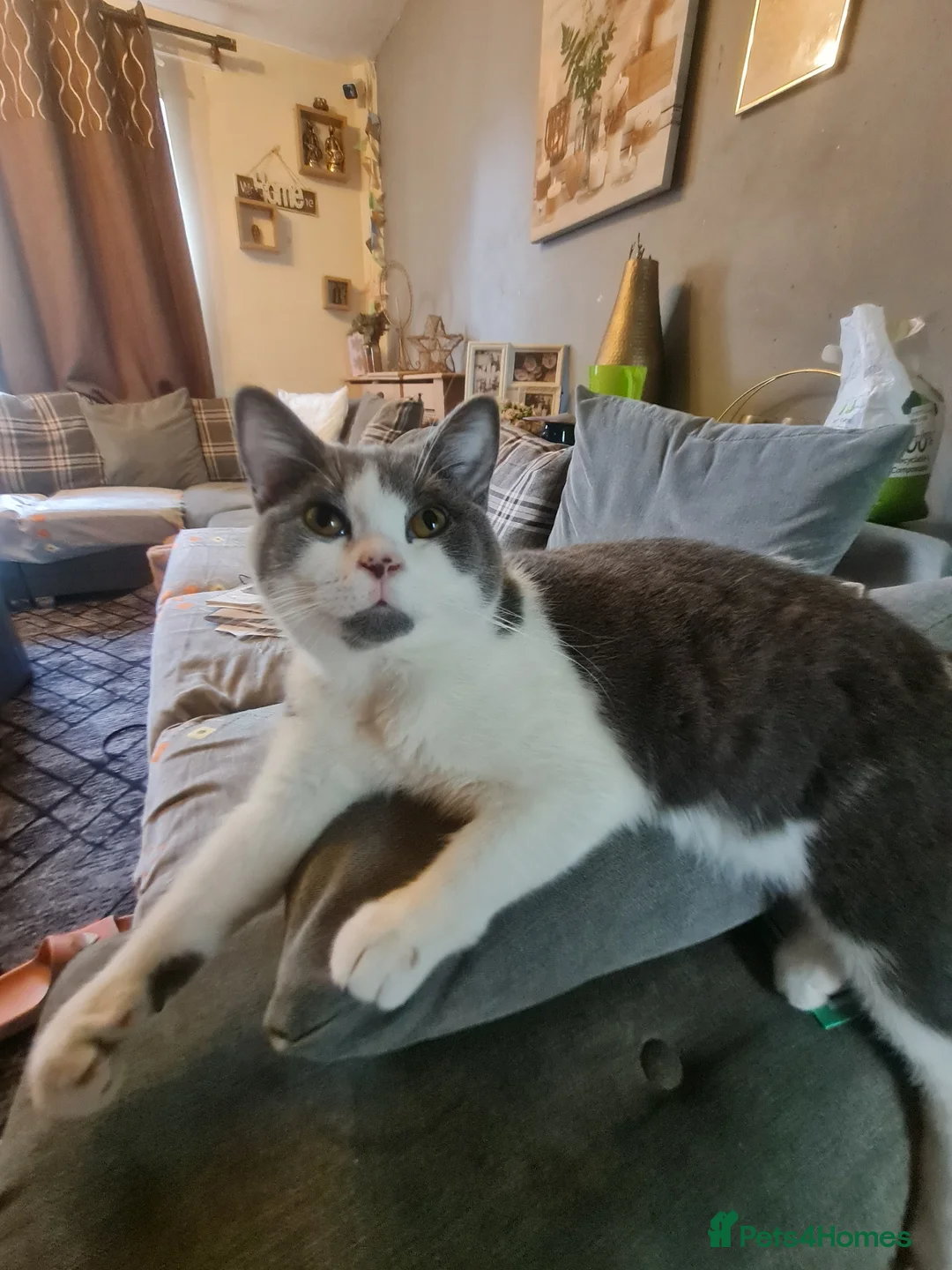 Mixed Breed cats for sale: Stunning  kittens looking  4 new home - Advert 1