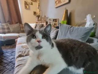 Mixed Breed cats Stunning kittens looking 4 new home - Advert 13