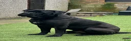 Cane Corso dogs for sale: Urgent Cane Corso  - Advert 2