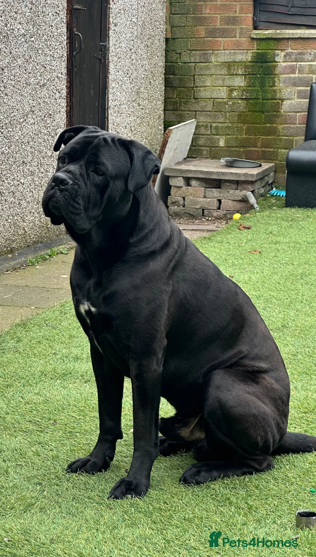 Cane Corso dogs for sale: Urgent Cane Corso  - Advert 2