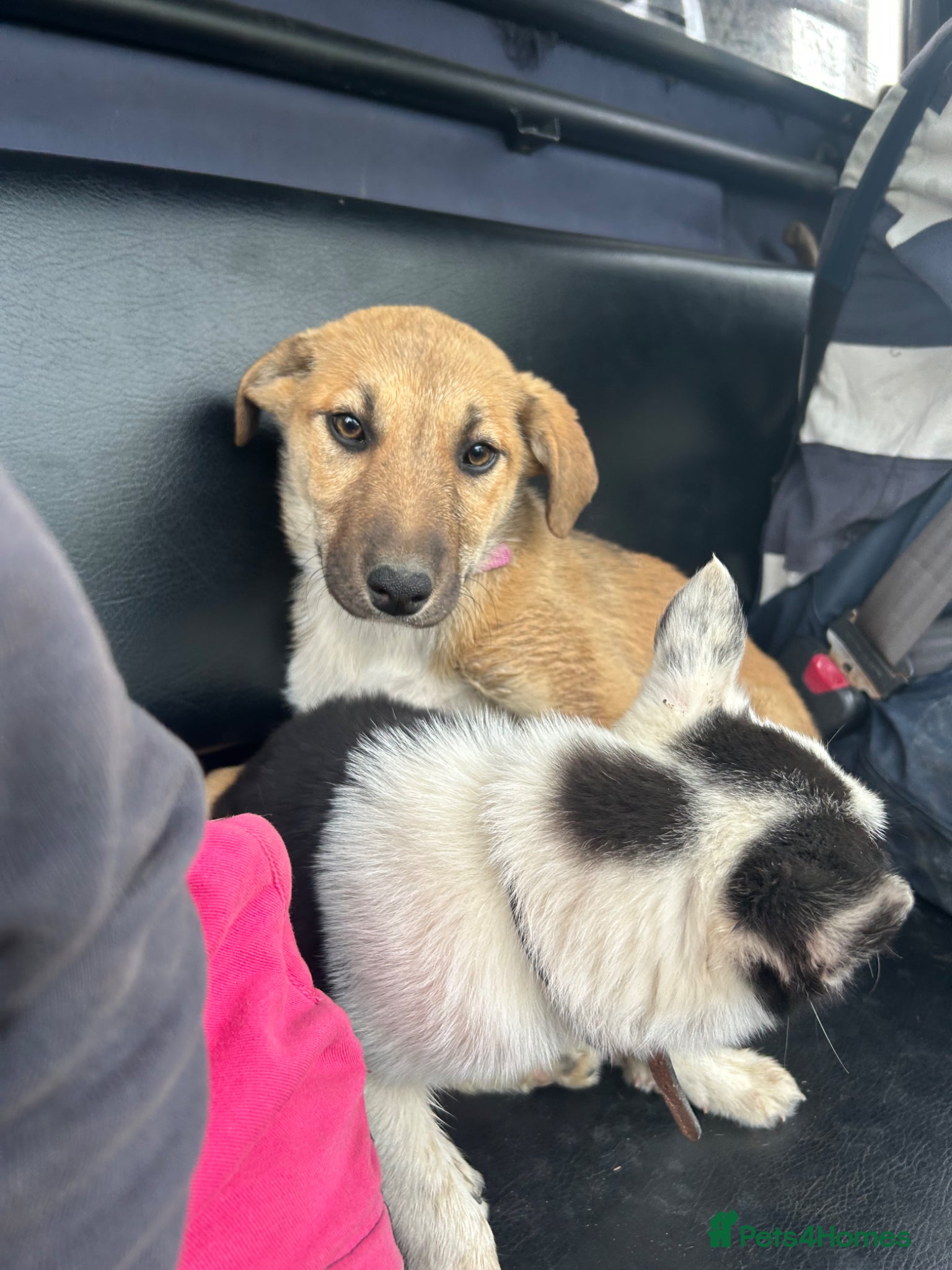 Mixed Breed dogs Sian  - Advert 8