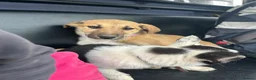 Mixed Breed dogs for sale: Sian  - Advert 1