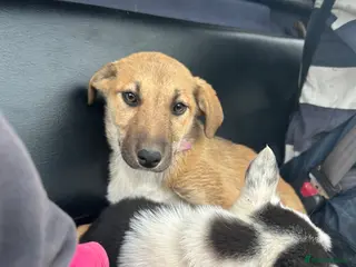 Mixed Breed dogs Sian - Advert 8