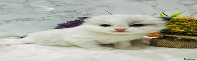 Ragdoll Kitten 3/ Seal Bi-Colour 