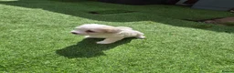 Maltese dogs for sale: Sold  - Advert 9