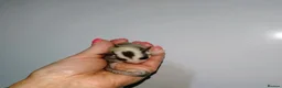 Sugar Glider rodents for sale: Stunning sugar glider joeys - Advert 5