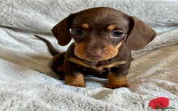 Miniature Dachshund dogs for sale: Adorable Miniature Dachshund Puppies - Image 14