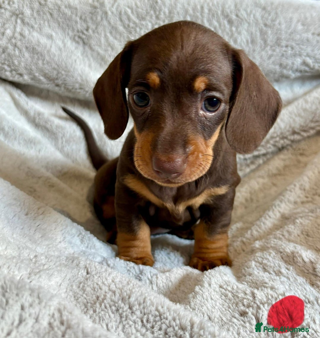 Miniature Dachshund dogs for sale: Adorable Miniature Dachshund Puppies - Image 14