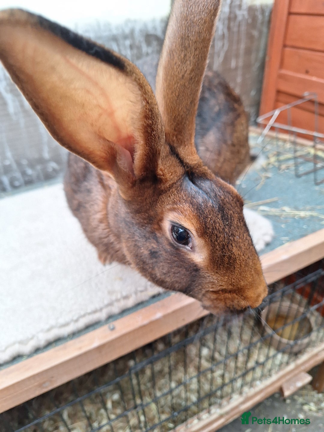 Belgian Hares rabbits for sale: CURRENTLY RESERVED - BRC Belgian Hare buck - Advert 15