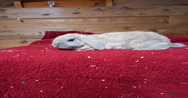 Mini Lop rabbits - Advert 9