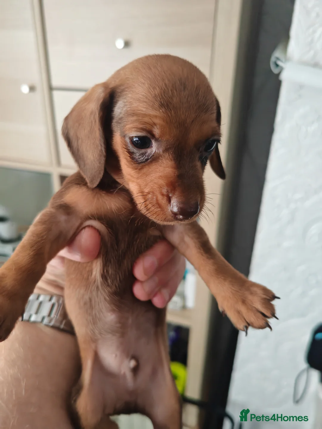 Dachshund dogs for sale: lovely mini dash for sale - Advert 2