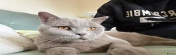 British Shorthair cats for sale: Lilac British Shorthair 8 month old in Trowbridge - Advert 7
