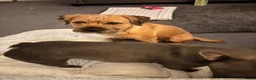 Border Terrier dogs for stud: Border terrier stud - Advert 2