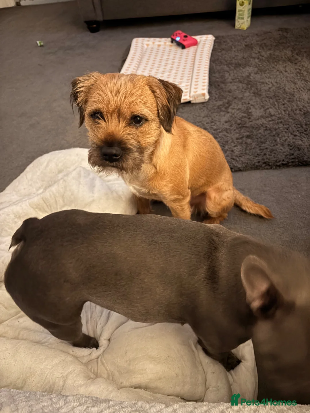 Border Terrier dogs for stud: Border terrier stud - Advert 2