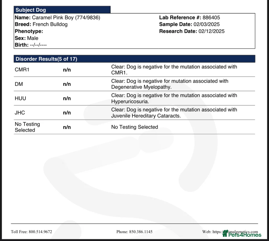 French Bulldog dogs for stud: Bruno The Pink Fluffy - Advert 6