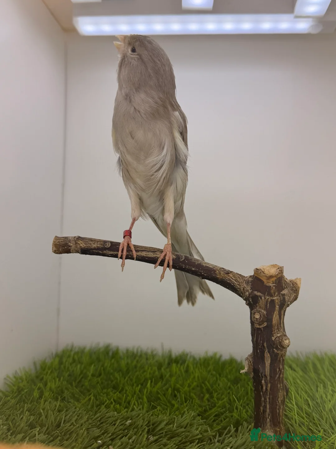 Finches birds for sale: Persian canary’s pairs-hens-and male available - Advert 7