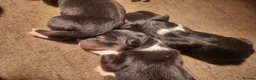Border Collie dogs for sale: Long haired border collie puppies  - Advert 8