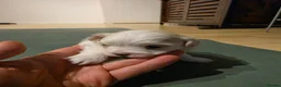 Mixed Breed dogs for sale: Bichon Maltese Puppies  - Advert 8