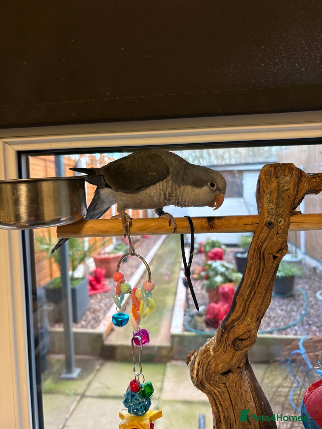 Parrots birds for sale: Quaker parrot - Advert 3