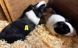 Guinea Pig rodents for sale: Boars and Sows - Image 9