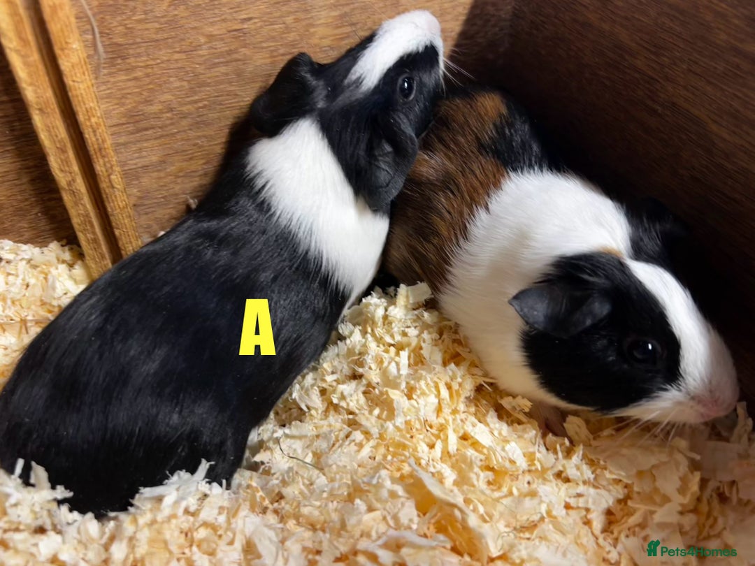 Guinea Pig rodents for sale: Boars and Sows - Image 9