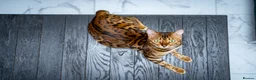 Bengal cats for sale: Stunning Bengal - Sophie. Forever family only. - Advert 9