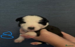 Border Collie dogs for sale: Border Collie Puppies - Image 19