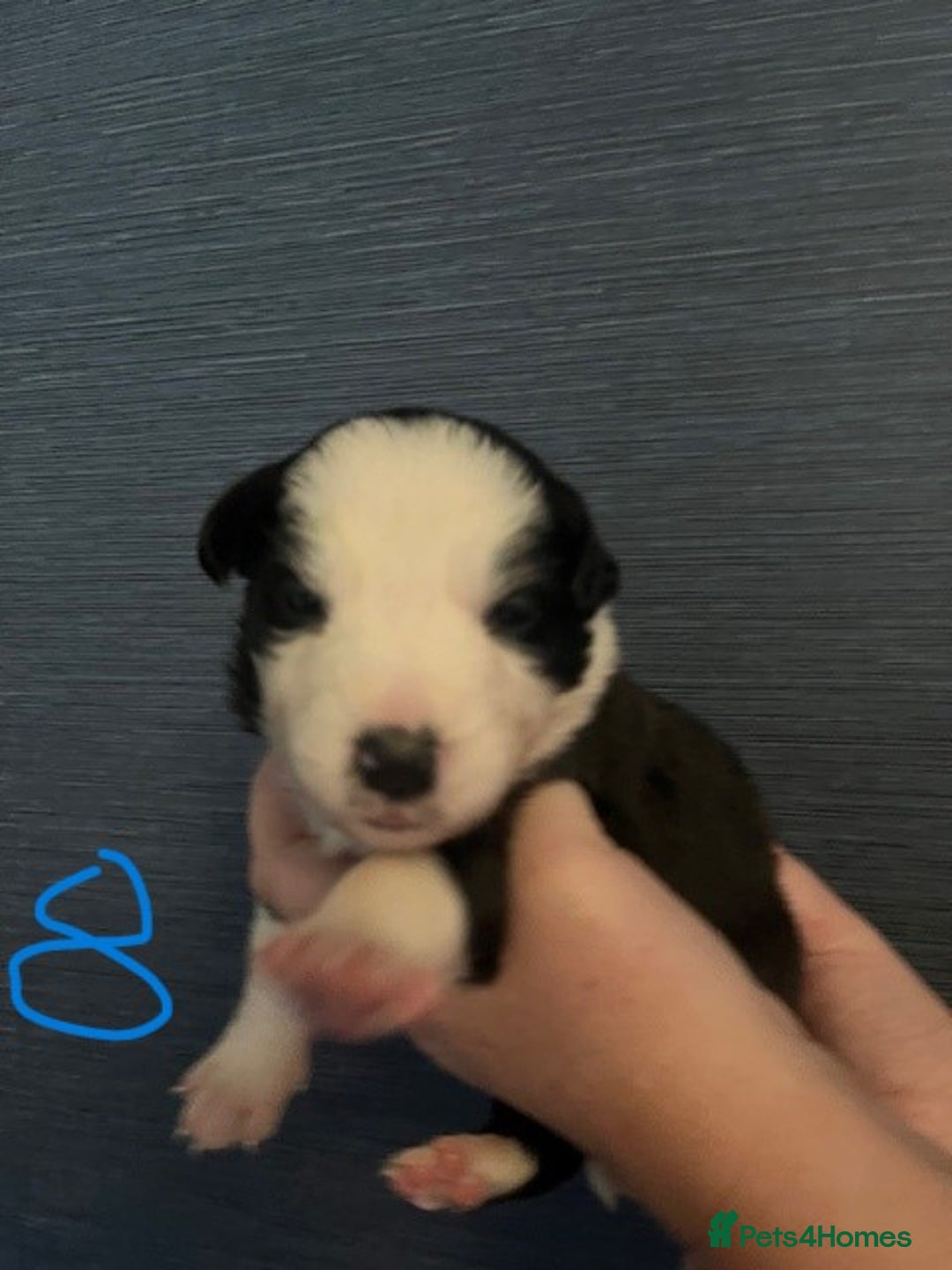 Border Collie dogs for sale: Border Collie Puppies - Image 19