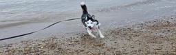 Siberian Husky dogs for sale: Siberian Husky 2 years old - Advert 5