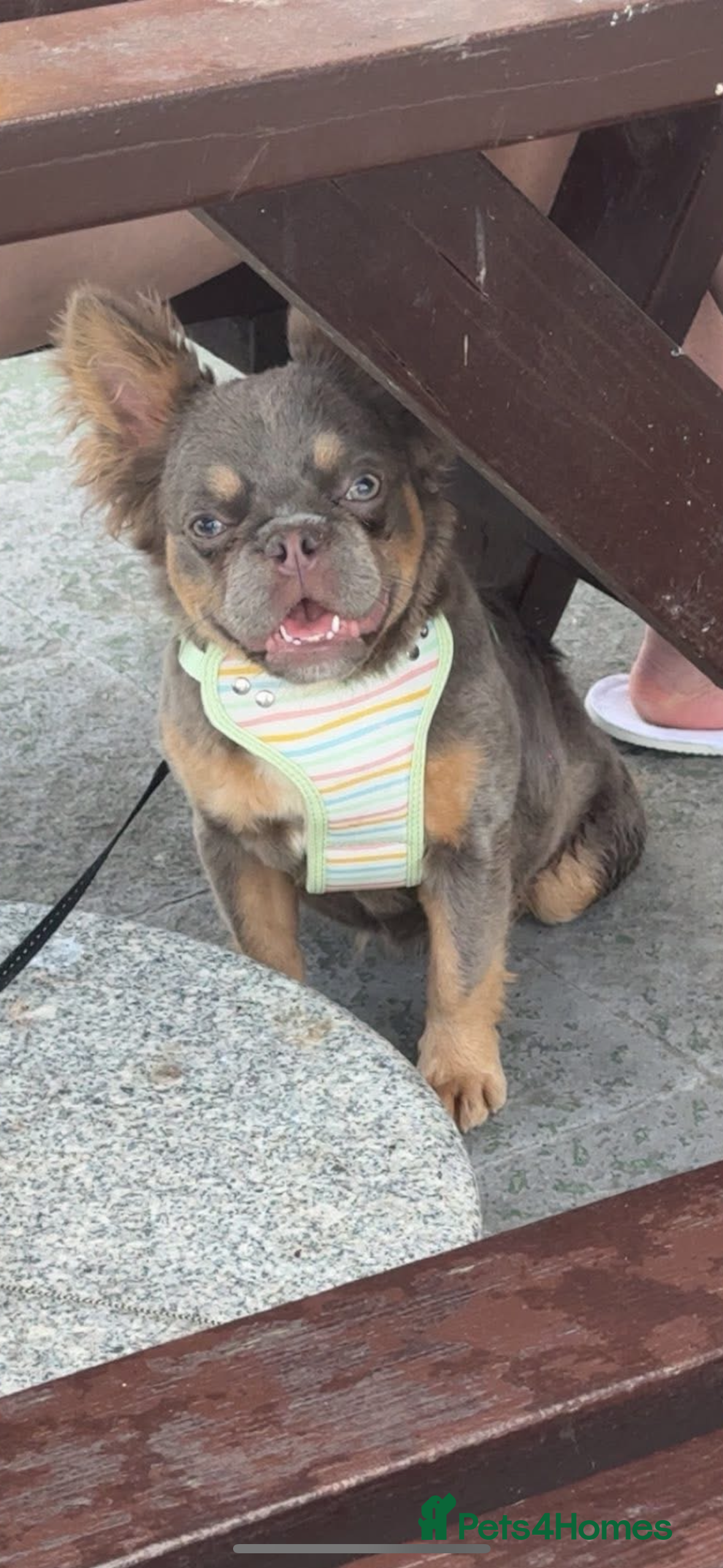 French Bulldog dogs 2 frenchies for sale female  - Advert 6