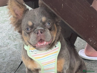 French Bulldog dogs 2 frenchies for sale female - Advert 7