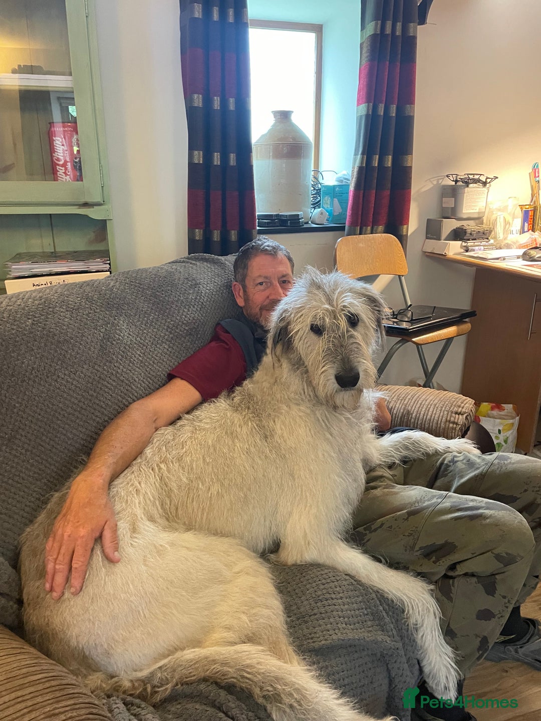 Irish Wolfhound dogs for sale: Irish Wolfhound full pedigree puppies for sale  - Advert 3