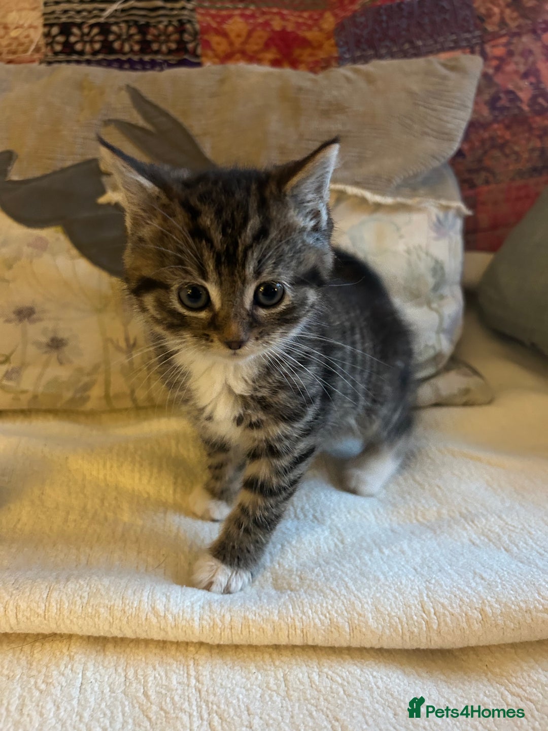 Persian cats for sale: GORGEOUS PERSIAN X KITTENS - Advert 10