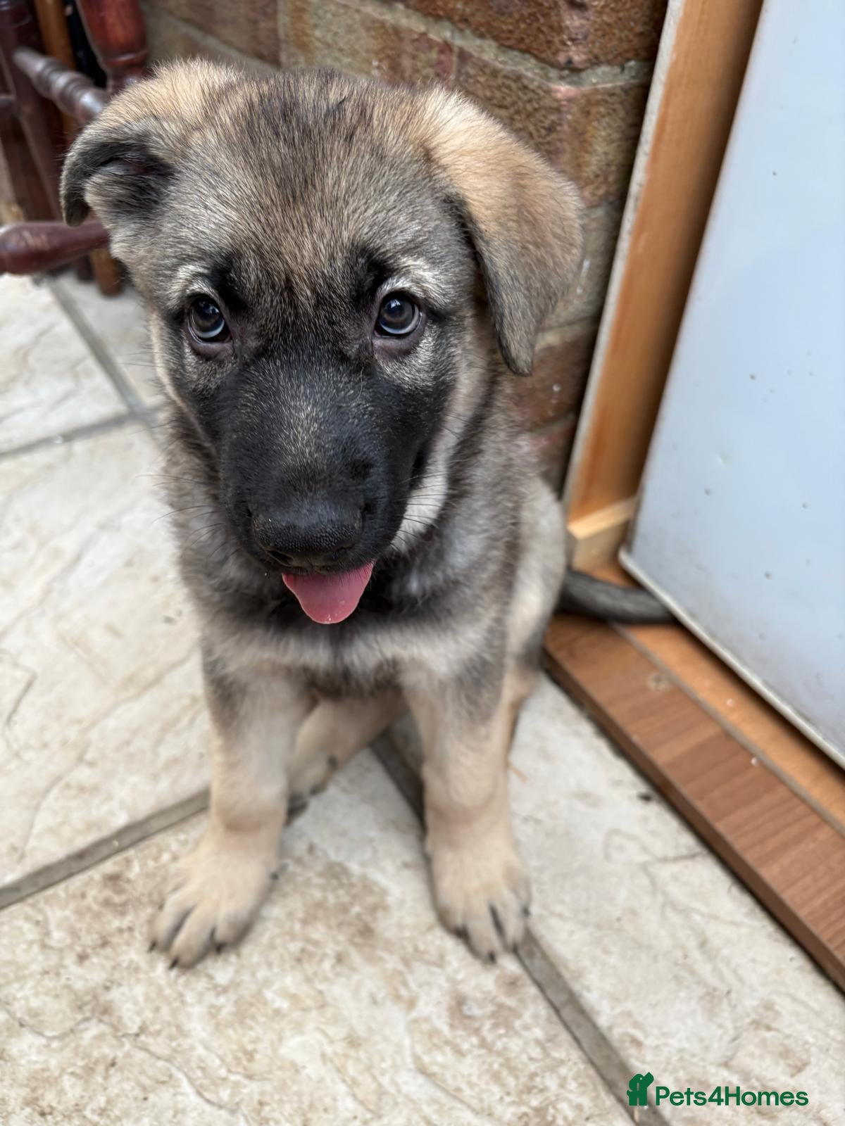 German Shepherd dogs German Shepherd pups Straight back KC registered - Advert 2