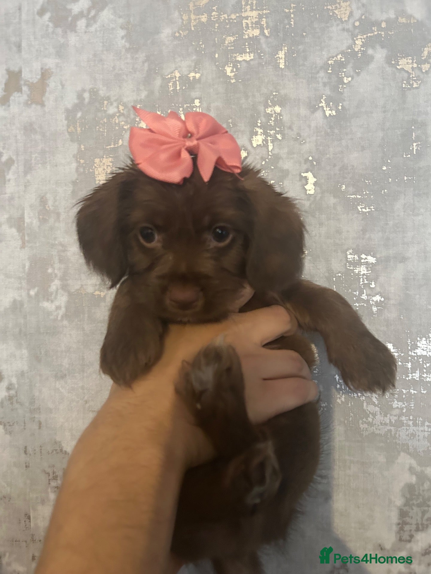 Labradoodle dogs for sale: Puppy needs new home - Advert 21