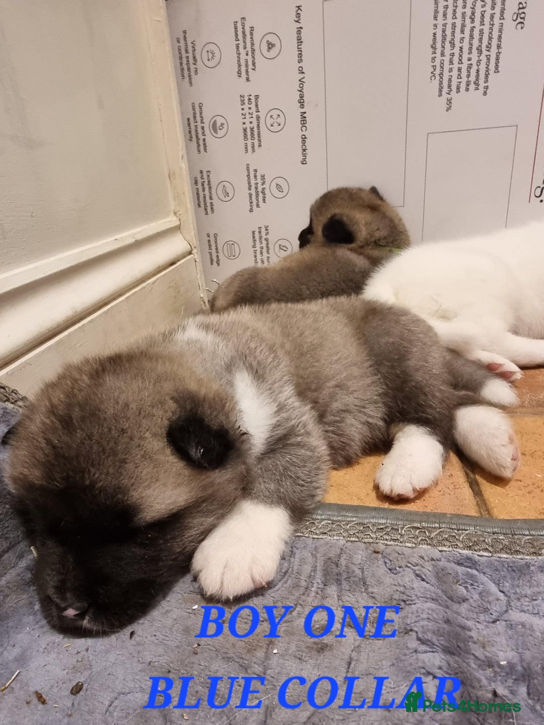 Akita dogs for sale: Akita puppies ready 7th December - Advert 13