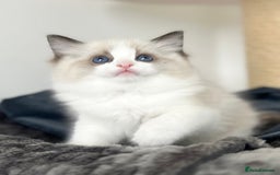 Ragdoll cats for sale: Exquisite Seal Bicolour Ragdoll Boys dolly face - Image 22