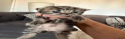 Mixed Breed cats for sale: Kittens for sale  - Advert 6