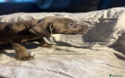 Cane Corso dogs for sale: Cane corso puppies - Advert 3